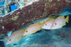 Here's lookin' at you kid.  Wary fish in the Caribbean. by Stuart Spechler 